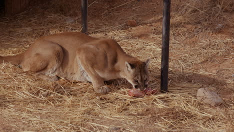 mountain lion in enclouser eating raw meat chunck while resting