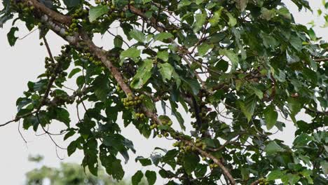 Dreistreifen-Palmenzibetkatze-Arctogalidia-Trivirgata,-Thailand,-Geht-Den-Ast-Hinunter-Und-Versteckt-Sich-Hinter-Dicken-Blättern,-Während-Sie-Nach-Früchten-Zum-Essen-Sucht