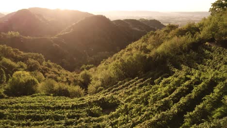 vista aérea de las famosas colinas de prosecco con muchas filas de viñedos, en el campo italiano