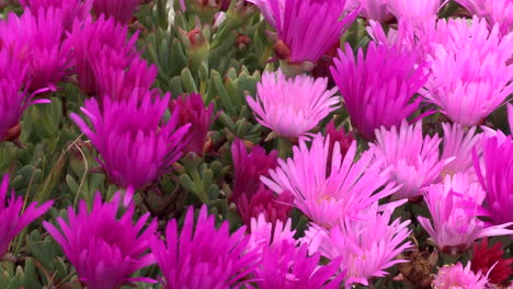 Plantas-Perennes-De-Jardín-Ornamental-De-Color-Rosa,-Delosperma-Cooperi