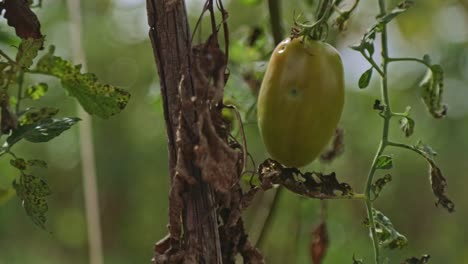 extreme close up shot of a ripening italian tomato on a plant in a vegetable garden