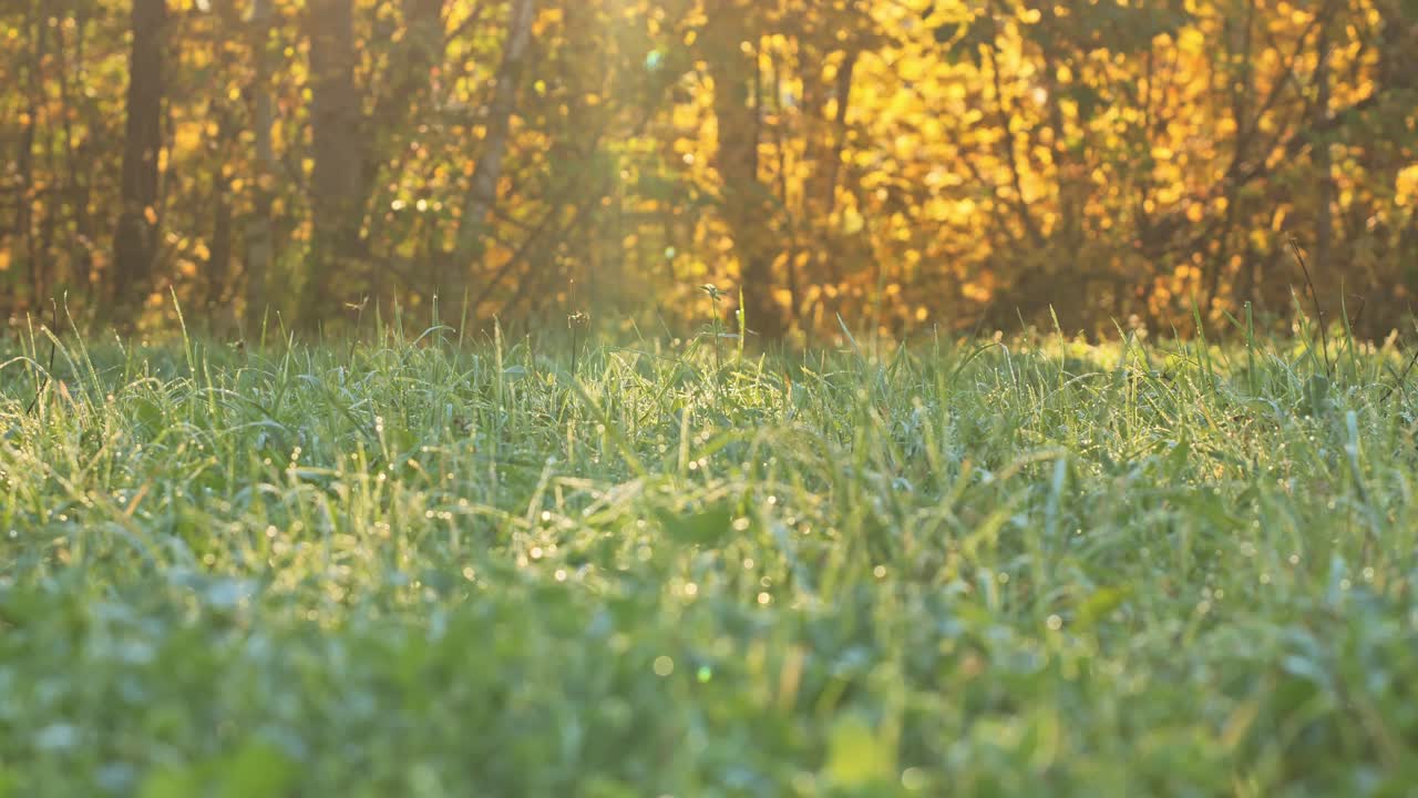 Morning sun illuminates dew-covered grass with golden trees in the background.
