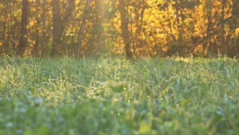 morning sun illuminates dew-covered grass with golden trees in the background.
