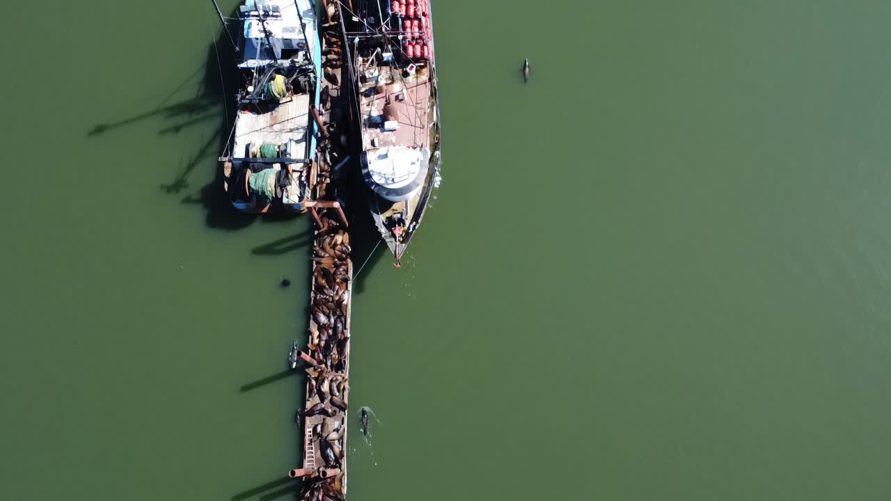 항구 에서 휴식 하는 바다 사자 들