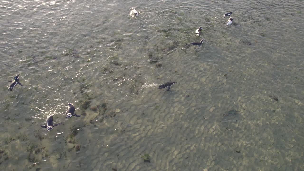 Drone View of Playful Magellanic Penguin group playing in shallow waters in the morning at Bahia bustamante