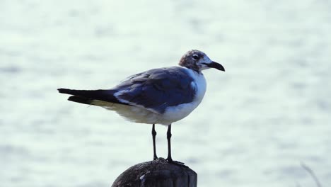 Gaviota-Encaramada-En-Un-Bolardo-Junto-A-La-Bahía