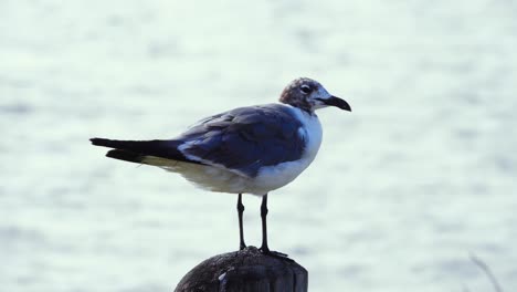 gaviota encaramada en un bolardo junto a la bahía