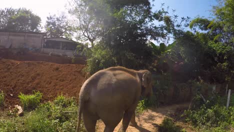 Elephants-of-Thailand