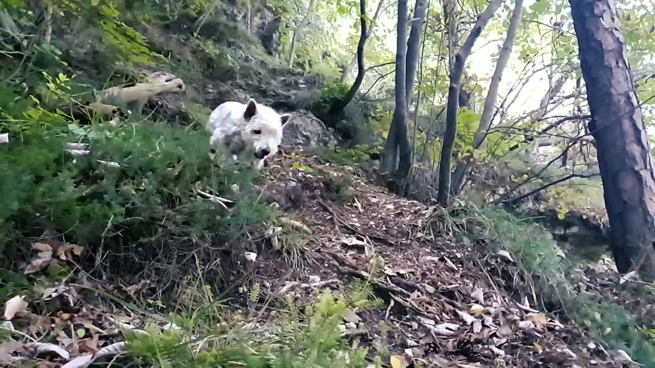 Un cane bianco che si avvicina alla telecamera.