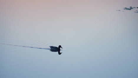 silhouette duck floating lake surface. wild bird calmly crossing pond on sunset.