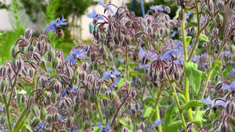 in garden’s verdant realm, borage plant blossoms, bees drawn to nectar