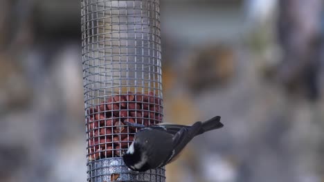 Eine-Kohlmeise-Greift-Nach-Einem-Erdnuss-Vogelhäuschen,-Während-Es-Hin-Und-Her-Schwingt