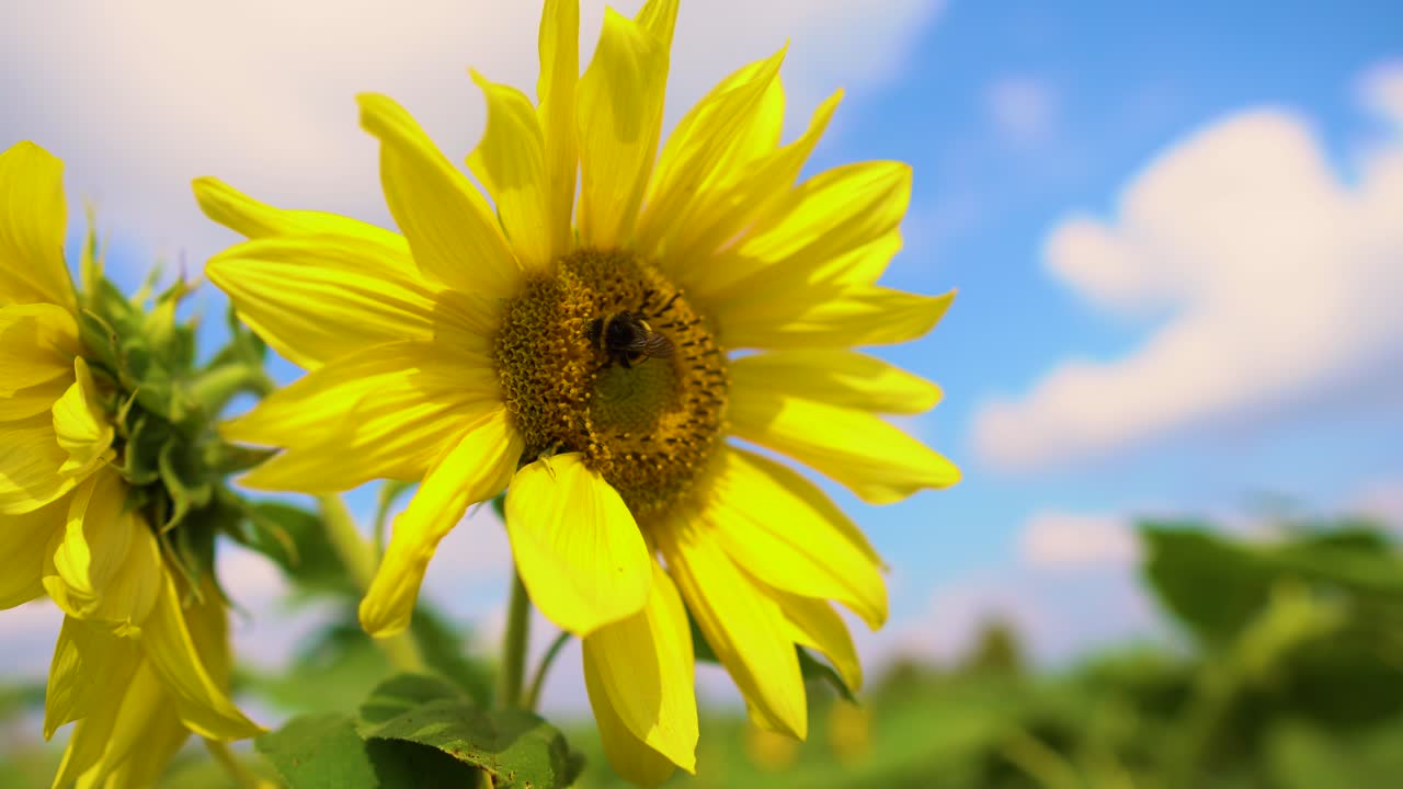Naturlandskap, utsikt over et solsikkefelt, planter og jordbruk på landsbygda, bier samler pollen fra blomster