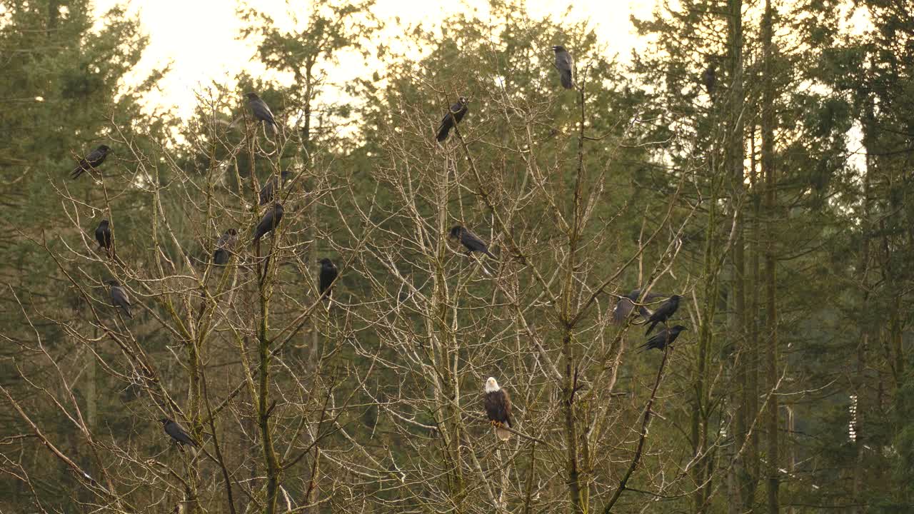 águila calva pájaro de rapiña se sienta entre cuervos y pájaros negros en el árbol