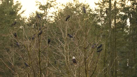 Bald-eagle-bird-of-prey-sits-amongst-crows-and-blackbirds-on-tree