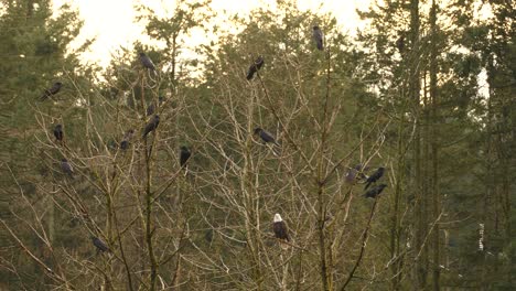 águila calva pájaro de rapiña se sienta entre cuervos y pájaros negros en el árbol