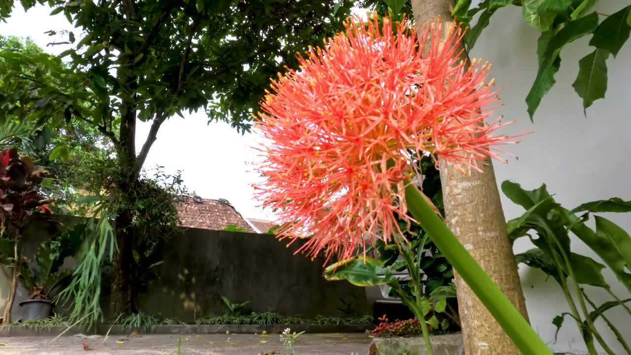 planta de scadoxus con flores, tiene una forma de bola roja, tallos verdes débiles