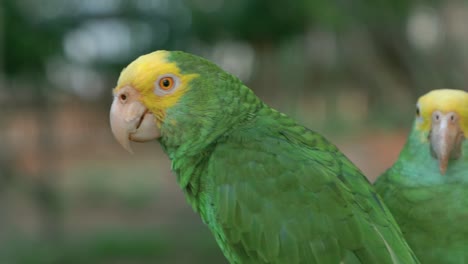 dos pequeños loros verdes con frente amarilla y hermosos ojos naranjas