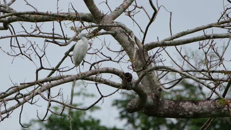 a lone egret covidae is perched on a bare tree and can be seen preening to clean its feathers, while he camera zooms out till the end of the video