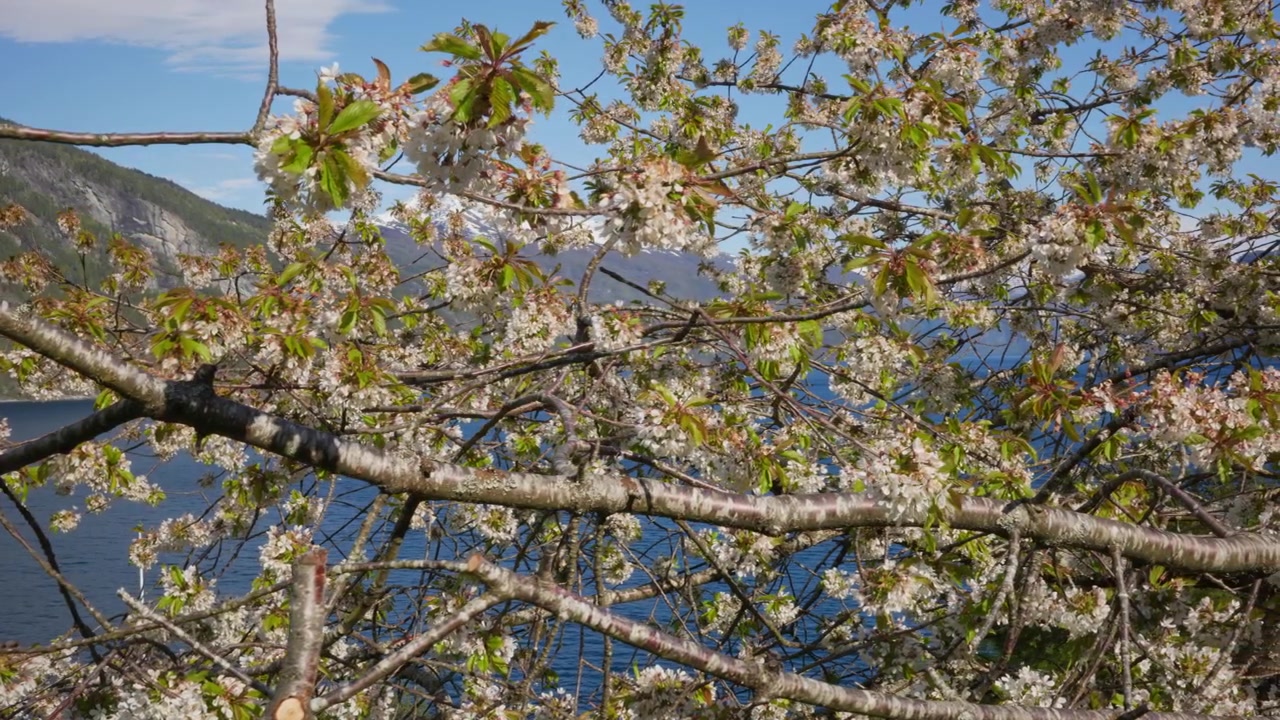 Fiori di ciliegio si intrecciano con i rami, sullo sfondo di acque blu e montagne distanti. Ideale per progetti a tema natura o contenuti di viaggio.