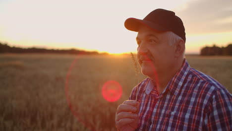 close up of senior adult farmer holding a spikelet with a brush of wheat or rye in his hands at sunset looking closely studying and sniffing enjoying the aroma in slow motion at sunset