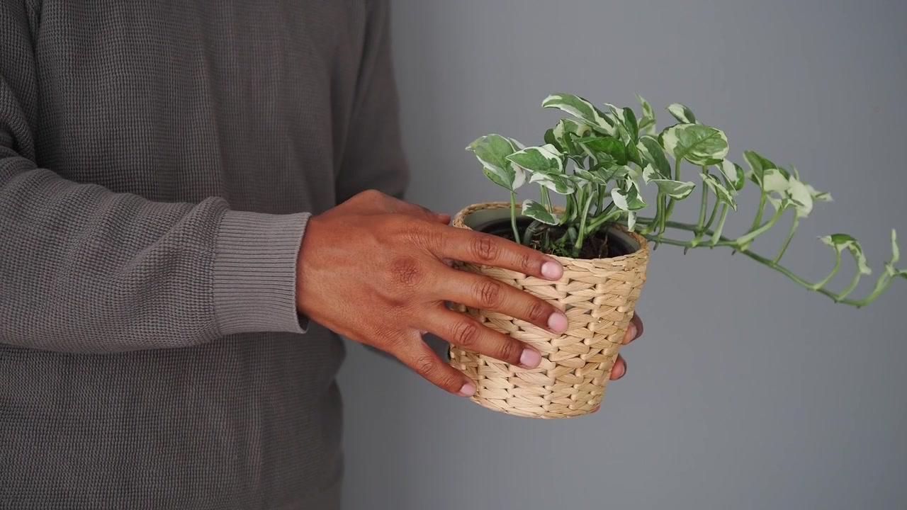 Person Placing a Potted Plant into a Woven Basket