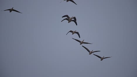 bandada de gansos de cabeza de barra volando