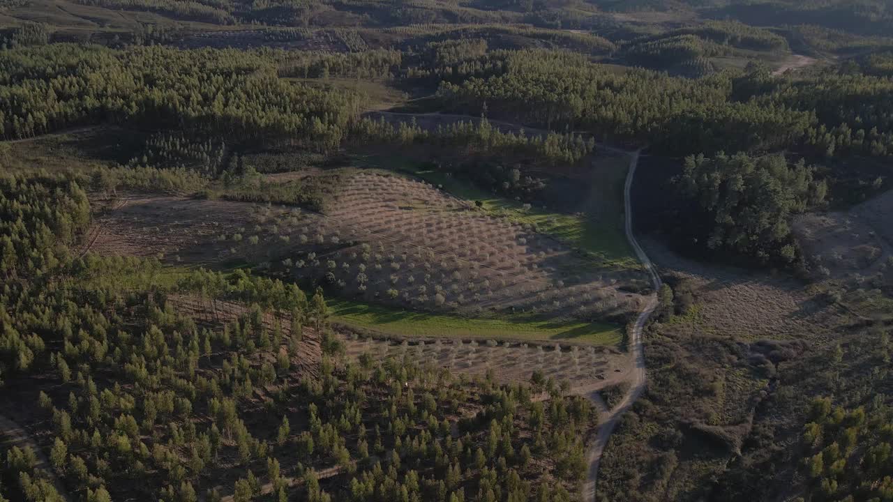 포르투갈 시골에 있는 새로운 올리브 나무 농장의 4k 공중 전망, 앞으로 농장을 드러내는 드론