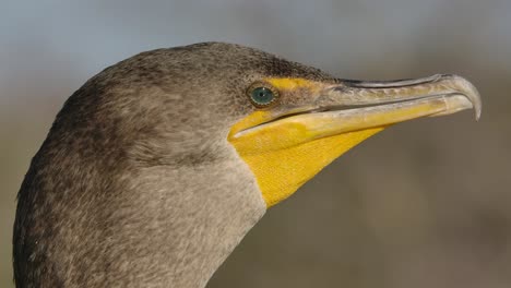 cormorant blinking clear eyelid super slomo