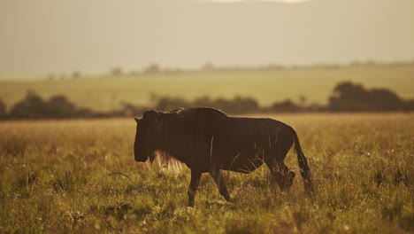 wildebeest walking in savannah plains landscape scenery in beautiful golden hour sunrise light in savanna grassland long grass in masai mara, maasai mara, kenya, africa wildlife safari animals