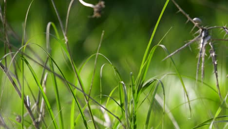 wild grass blowing in the wind in the morning