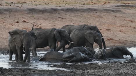 a wide shot of a herd of elephants cooling off in a muddy waterhole in kruger national park
