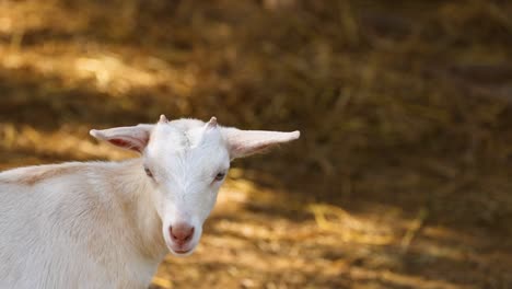 a goat displaying various expressions.