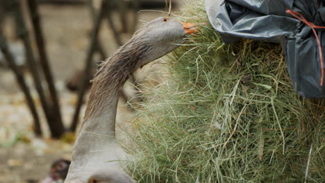 goose eating hay