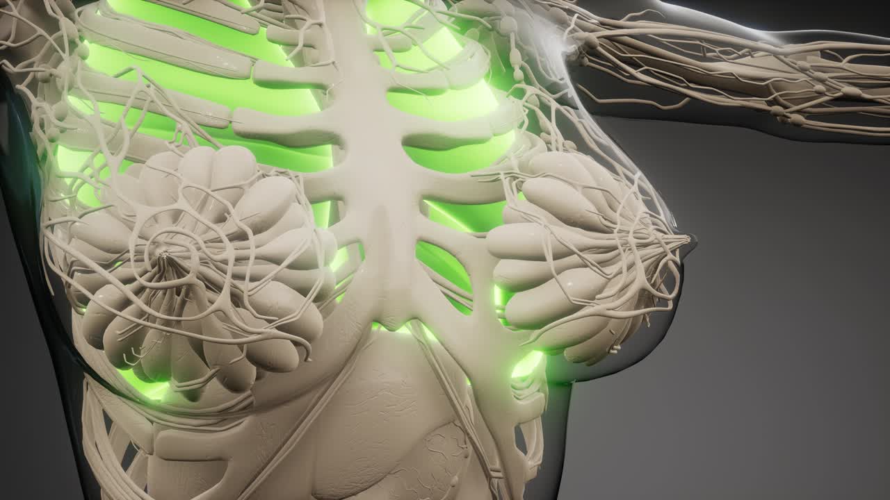 인간의 폐 방사선 검사