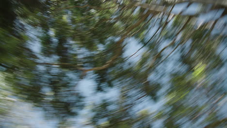 Rotating-around-while-looking-up-at-trees-in-nature-during-daylight