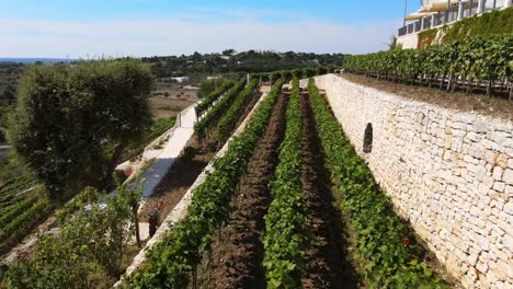 aerial view of locorotondo village terrace vineyard, traditional italian hilltop town, on a sunny day