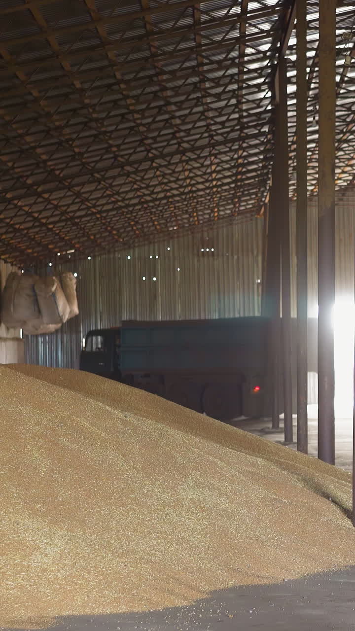 Lorry drives along granary with piles of wheat grains crop slow motion. Cereal harvest store premise and transport. Agricultural business facilities