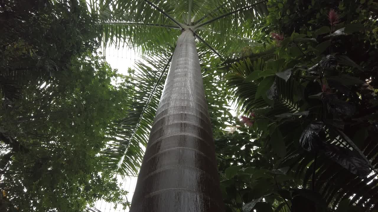 카메라는 온실에 있는 키 큰 야자수의 줄기를 위로 기울입니다