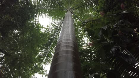 camera tilt up the trunk of a tall palm tree in a greenhouse