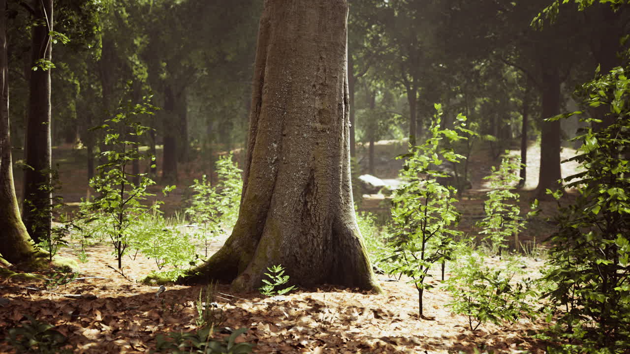 자연 보호 구역 의 산 기 ?? 에 있는 안개  ⁇  나무 숲