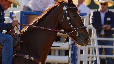 cowboy and horse in rodeo
