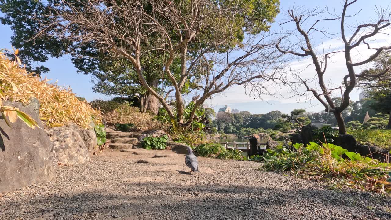 비둘기는 정원 길을 따라 고 날아갑니다.