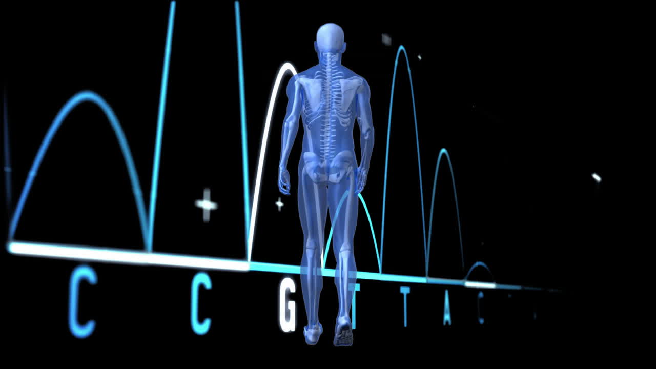 변동하는 그래프 라인 위에 척추와 락테이트 텍스트 애니메이션을 가진 인간 해부학