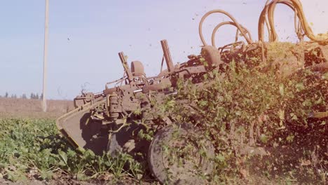 sugar beet root harvesting process. harvest machine. close-up