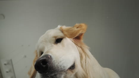 el curioso golden retriever