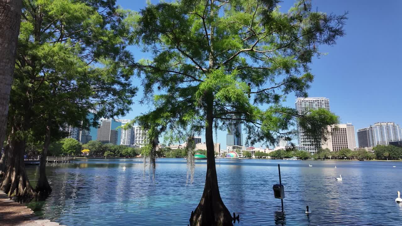 Experience the peaceful beauty of Lake Eola in the morning—enjoy serene lake views, swan sightings, and scenic walks in the heart of downtown Orlando.