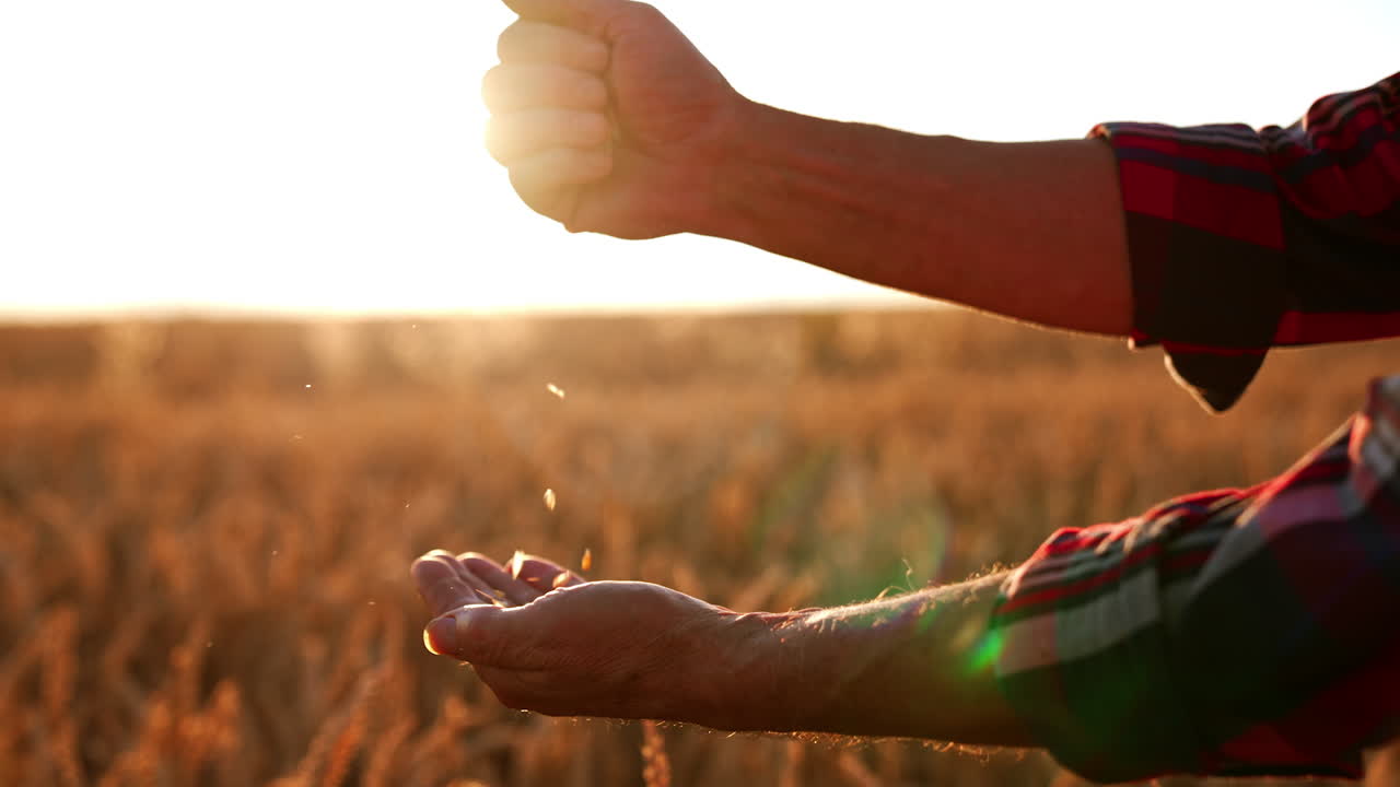 Hands of senior farmer pouring wheat grains back and forth. Farmland at sunset time at backdrop. Close up.