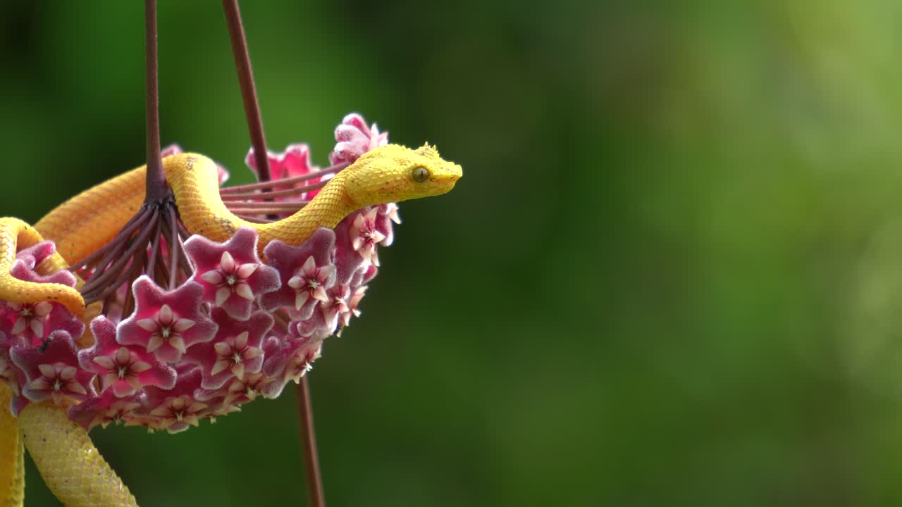 una serpiente amarilla, descansando dentro de una flor de hoya carnosa