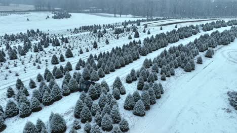 snow-dusted christmas tree farm with rows of coniferous trees